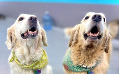 8 Signs Your Dog Enjoys Daycare (or Needs a Break)