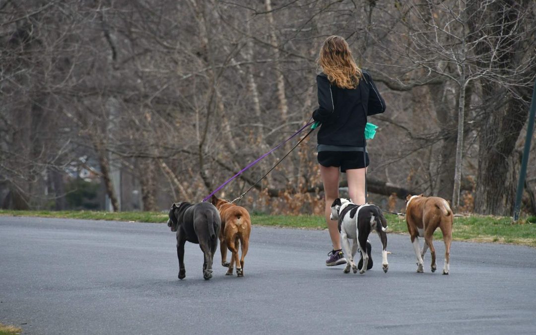 Best Time to Walk Your Dog: Morning vs Evening for Health & Safety