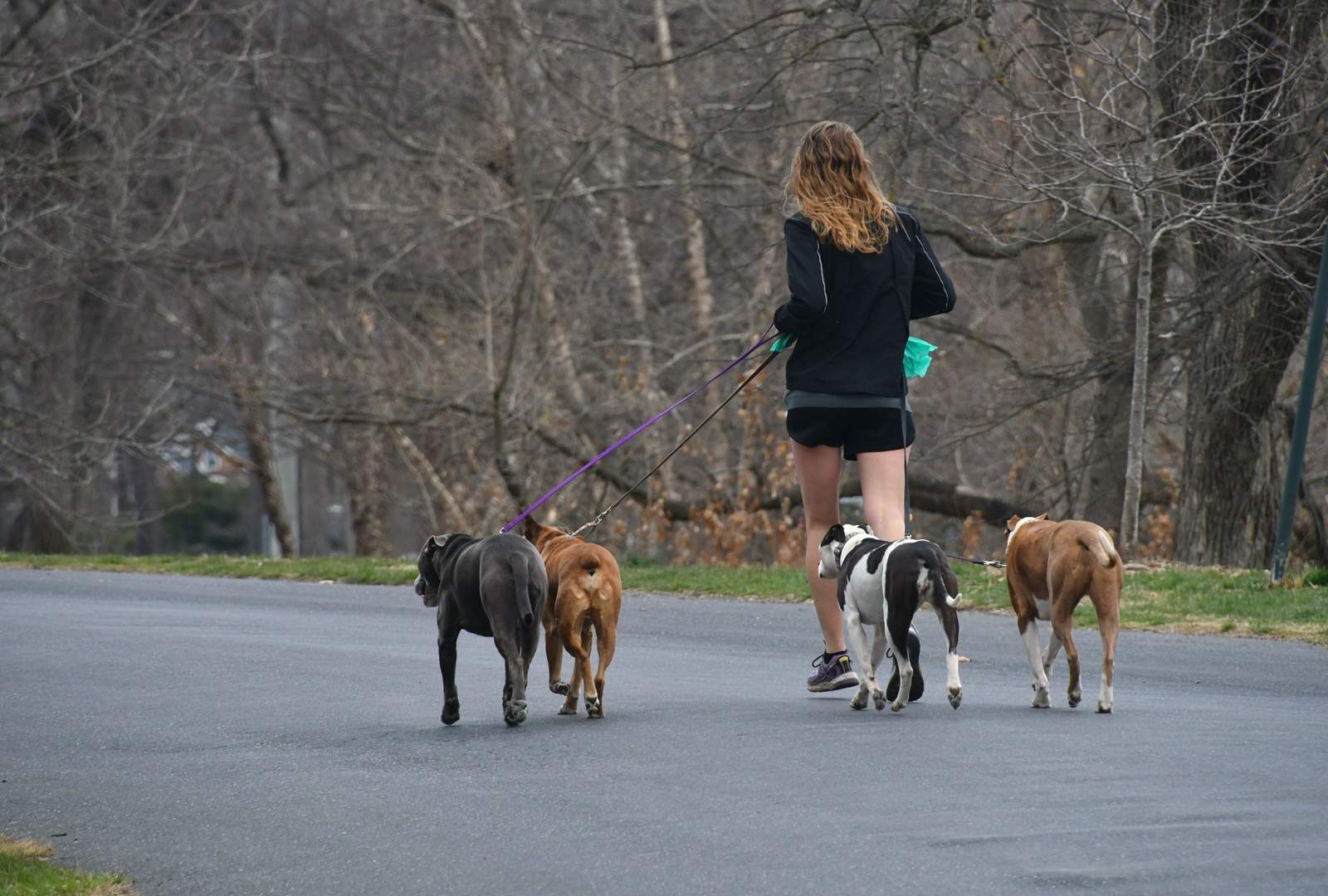 Best Time to Walk Your Dog: Morning vs Evening for Health & Safety