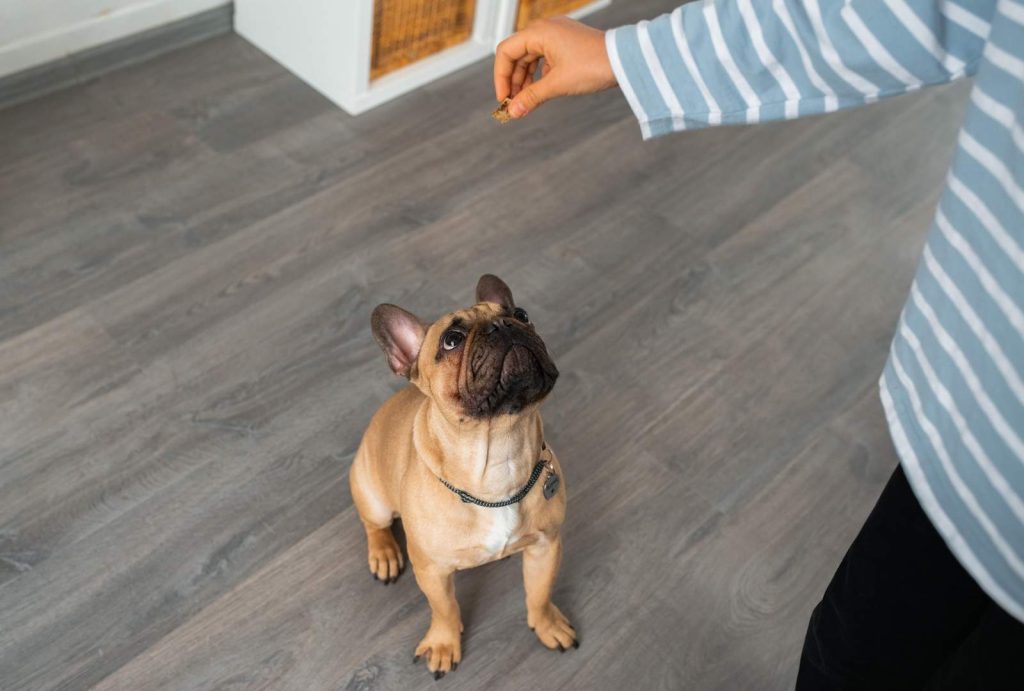 Stubborn Dog Behavior: Why It Happens and What to Do