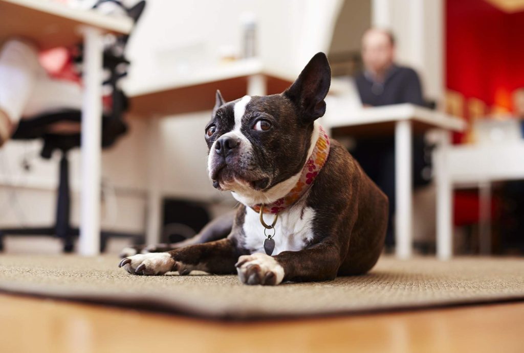 portrait of curious dog lying on rug in an office 2026 03 25 02 21 28 utc