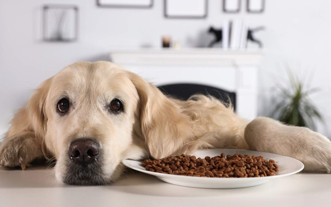 Do Dogs Eat Less During Hot Weather?