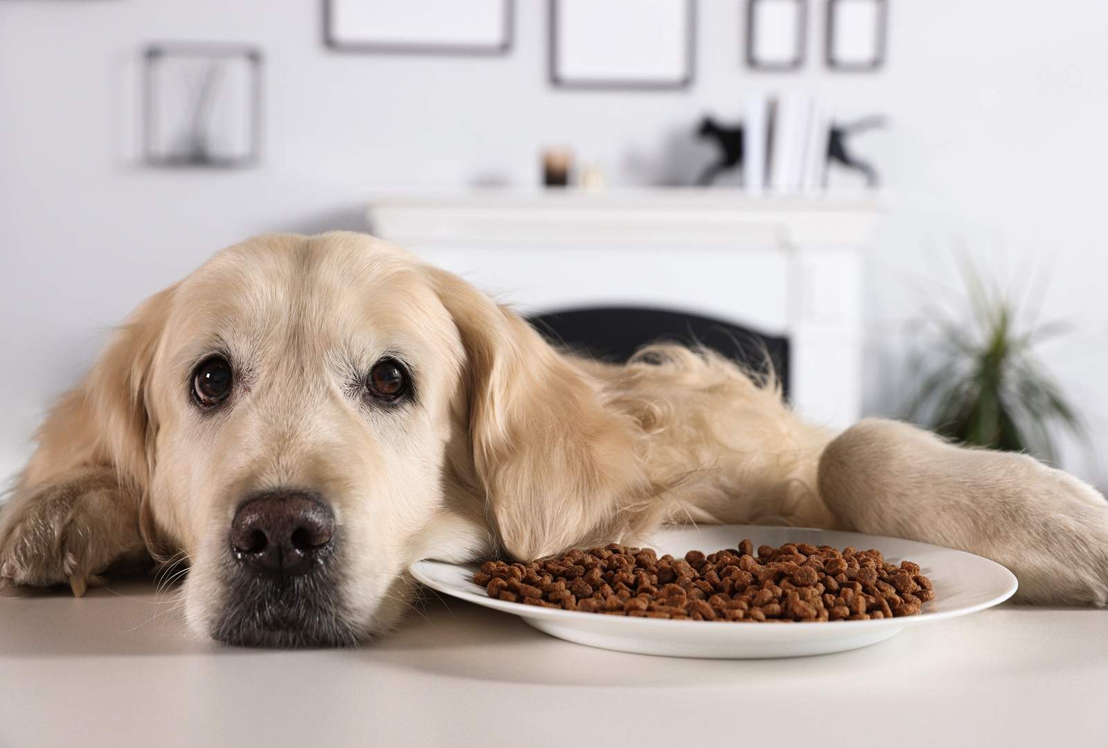 Do Dogs Eat Less During Hot Weather? What Every Dog Owner Should Know