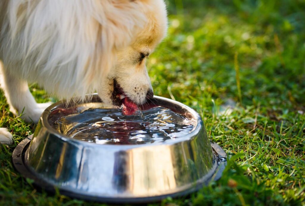 dog drinks refreshing water from bowl outside 2026 03 09 22 06 21 utc 1