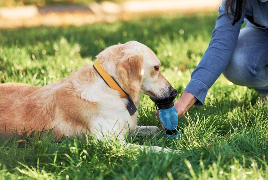 Dog Panting Explained: Normal vs. Excessive Panting 3 How to Prevent Heatstroke in Dogs: Key Signs and Safety Tips