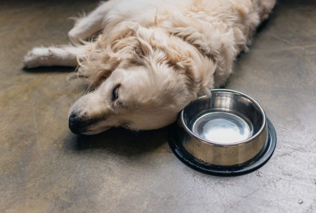 relaxed dog napping next to water bowl 2026 01 06 00 12 11 utc 1