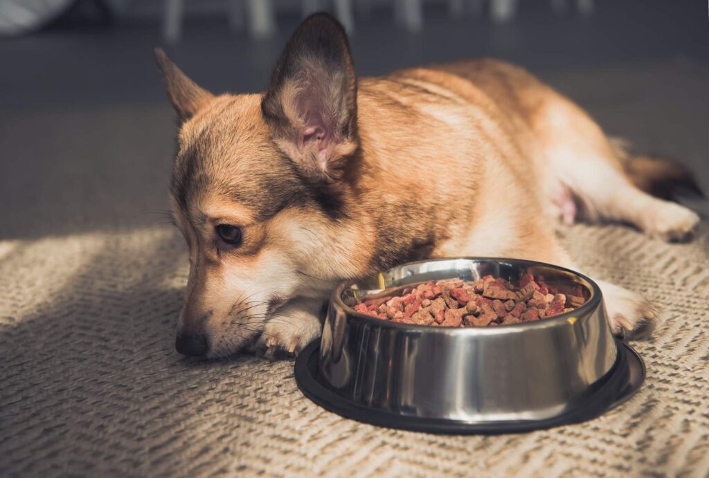 resting dog with a bowl of kibble 2026 03 13 01 22 10 utc 1
