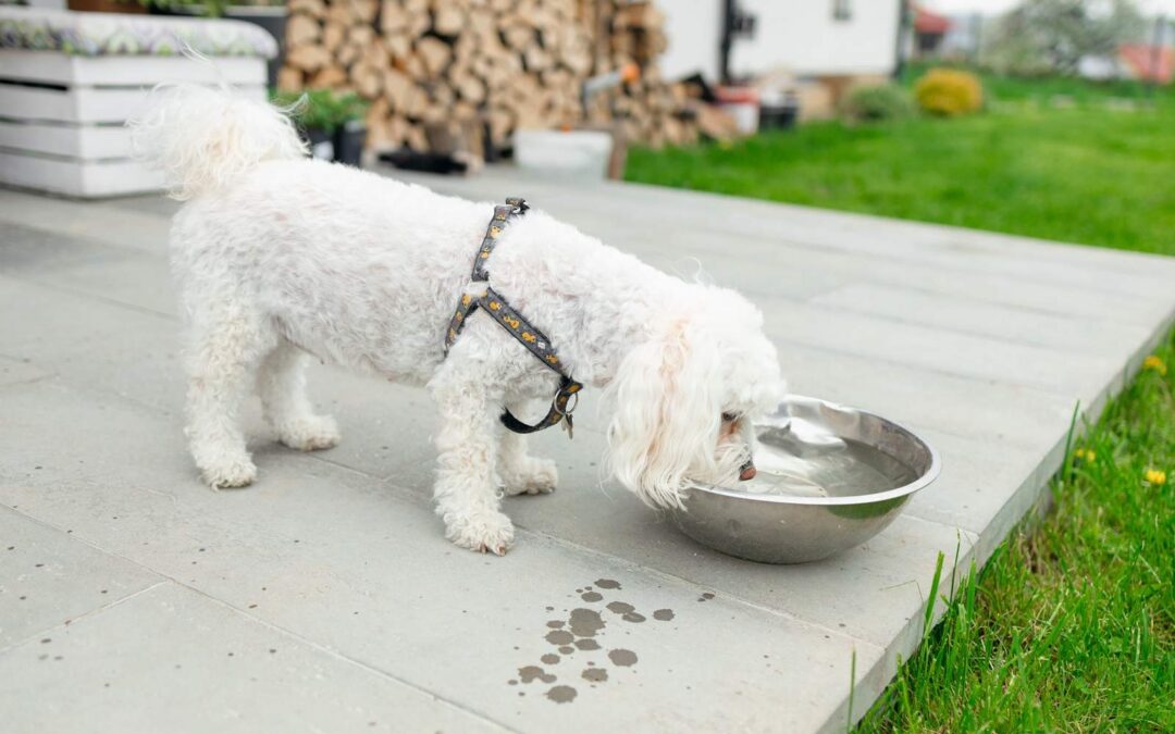 Why Is My Dog Drinking So Much Water? Causes and Warning Signs
