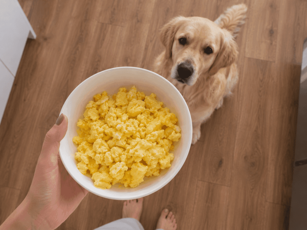 dog house dubai Can Dogs Eat Eggs 1