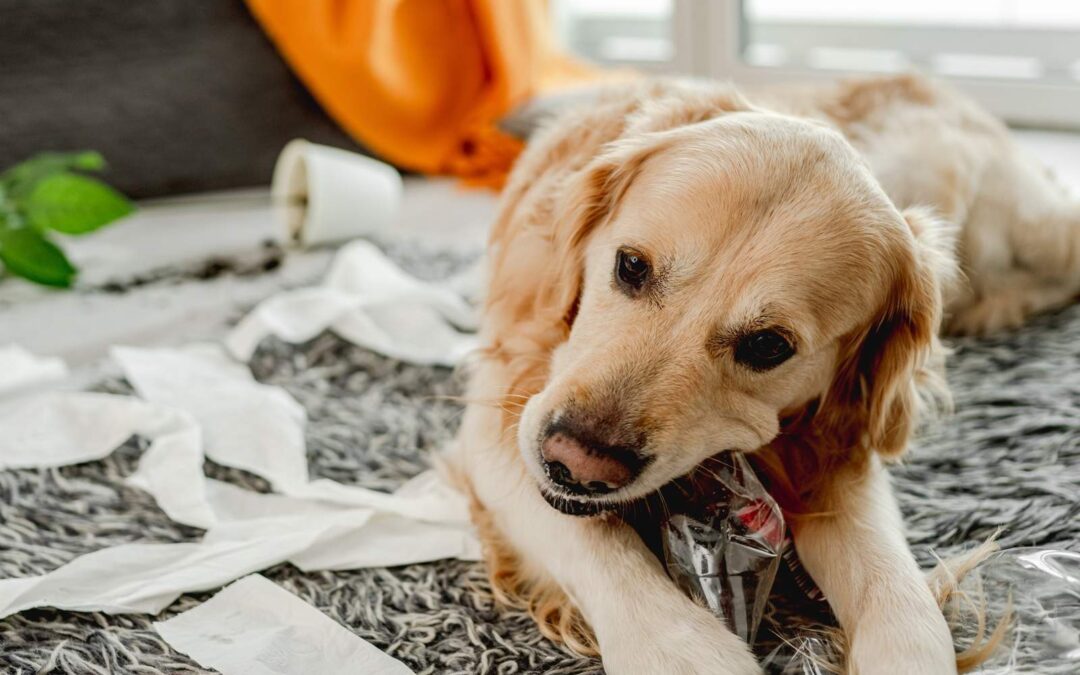 Destructive Chewing in Dogs: Causes, Solutions, and Training Tips
