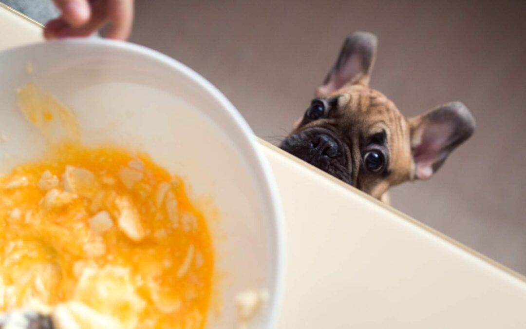 Can Dogs Eat Eggs? Benefits, Risks, and Safe Serving Tips