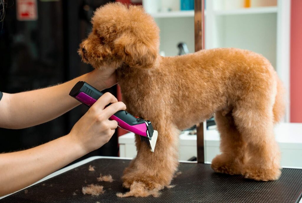 maltipoo fur cut during grooming workshop by profe 2026 04 04 23 50 21 utc