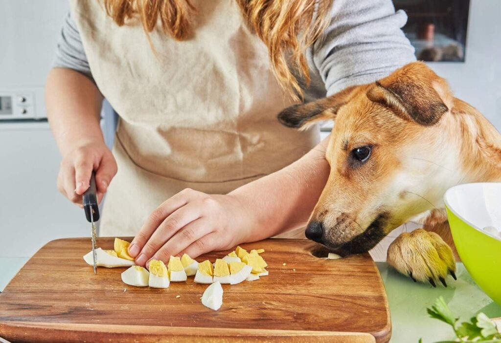 Can Dogs Eat Eggs? Benefits, Risks, and Safe Serving Tips