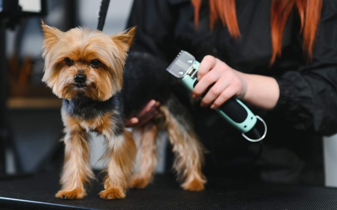 The Truth About Shaving Your Dog’s Coat in Summer