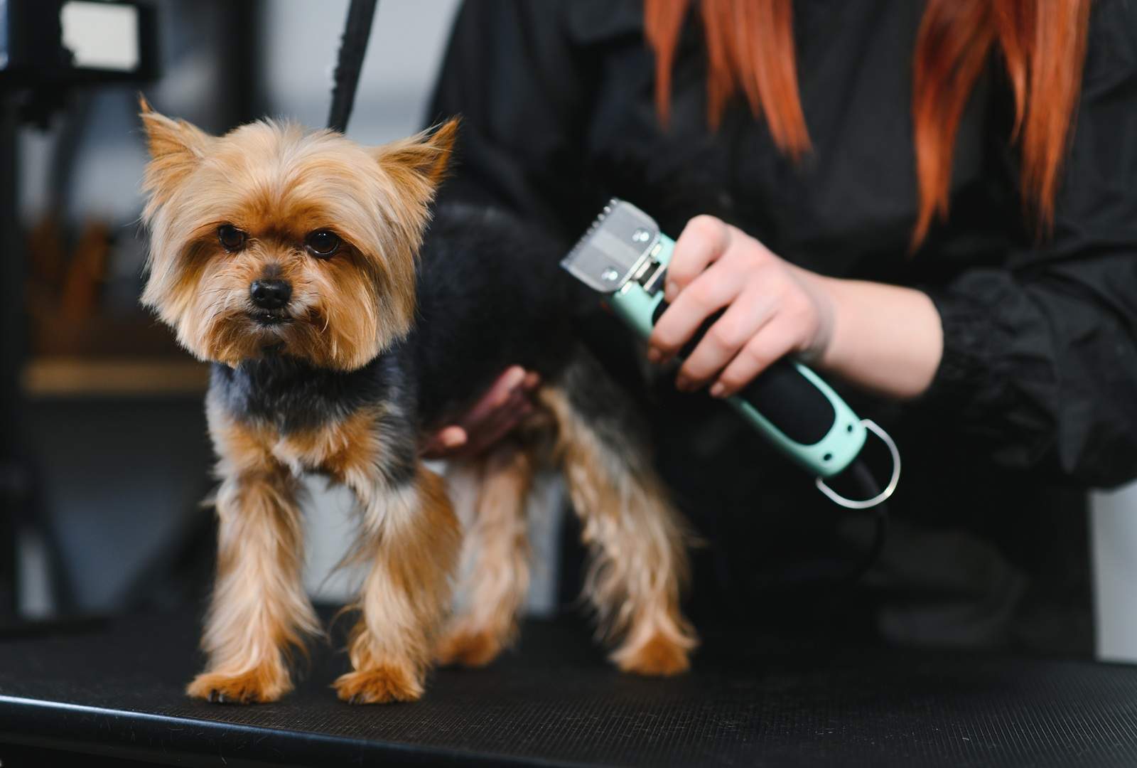 The Truth About Shaving Your Dog's Coat in Summer