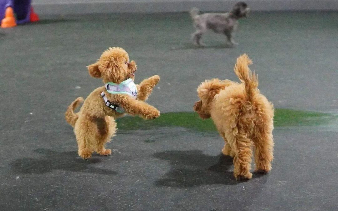What Age Can Puppies Go to Daycare?