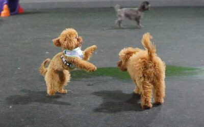 What Age Can Puppies Go to Daycare?