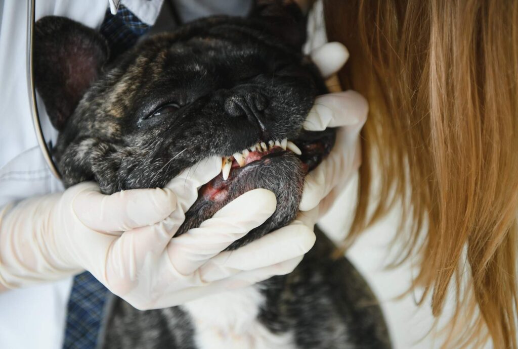 Professional Dog Dental Cleaning: When and Why It's Needed 2 Professional Dog Dental Cleaning: When and Why It's Needed