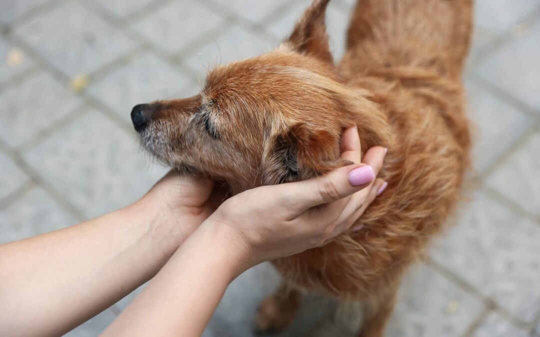 Hair Loss in Dogs: Understanding the Causes and Symptoms