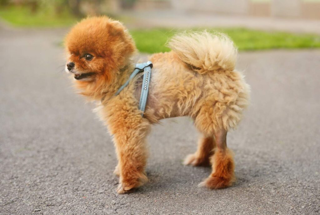Hair Loss in Dogs: Understanding the Causes and Symptoms