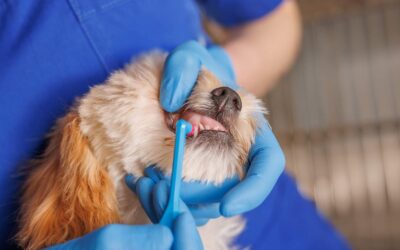 Professional Dog Dental Cleaning: When and Why It's Needed