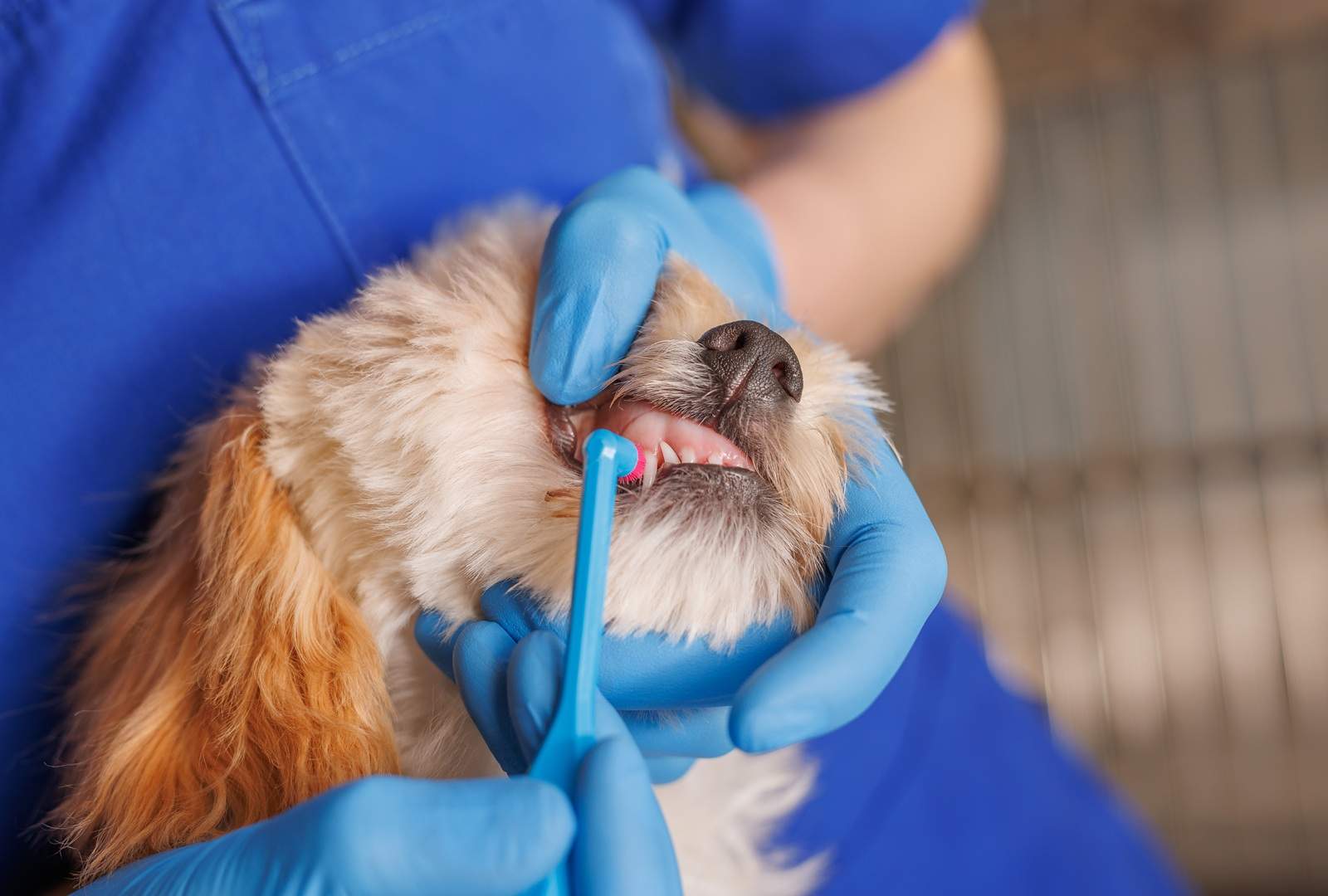 Professional Dog Dental Cleaning: When and Why It’s Needed Professional Dog Dental Cleaning: When and Why It's Needed