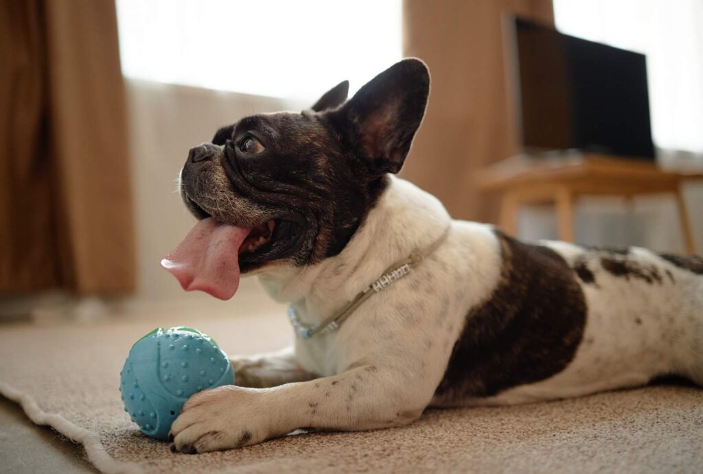 Dog Panting Explained: Normal vs. Excessive Panting 1 Dog Panting Explained: Normal vs. Excessive Panting