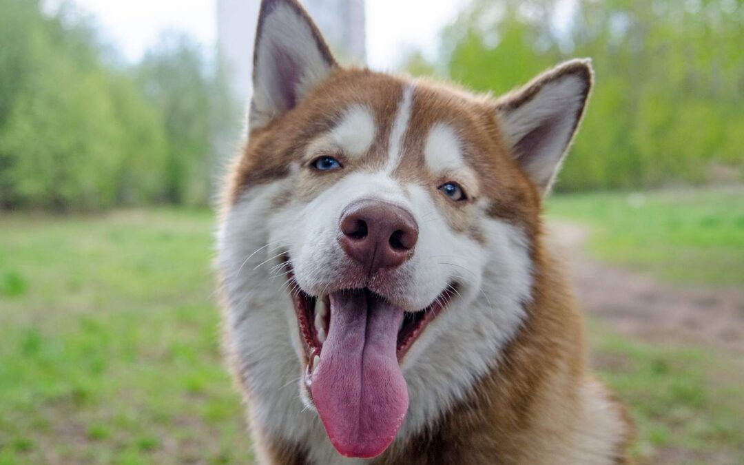 Dog Panting Explained: Normal vs. Excessive Panting
