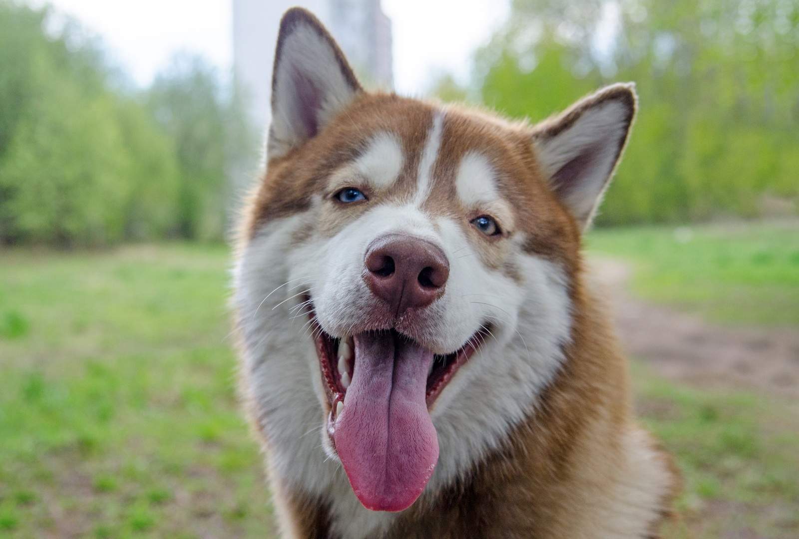 Husky with heterochromia in lush garden setting Dog Panting Explained: Normal vs. Excessive Panting