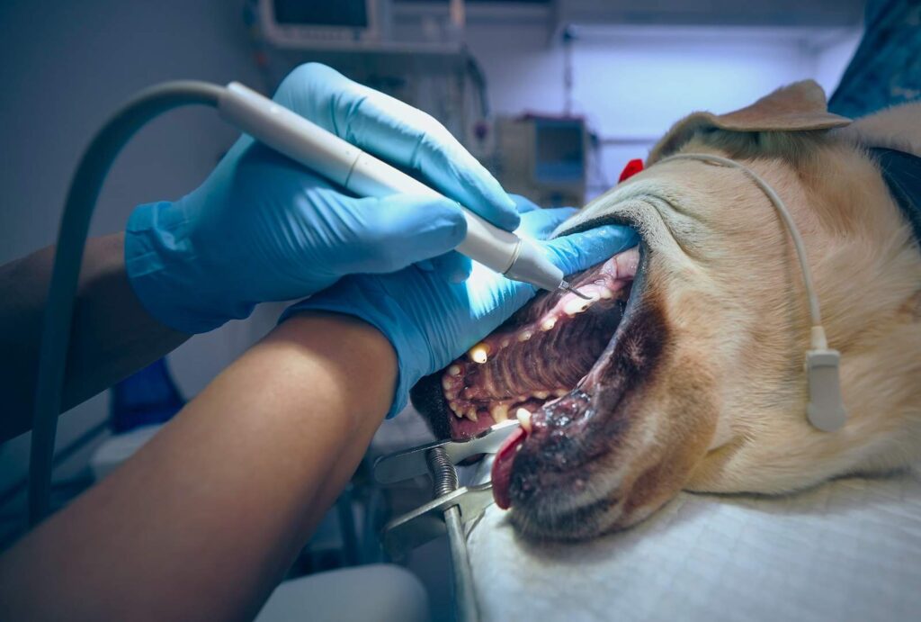 Professional Dog Dental Cleaning: When and Why It's Needed 1 Professional Dog Dental Cleaning: When and Why It's Needed