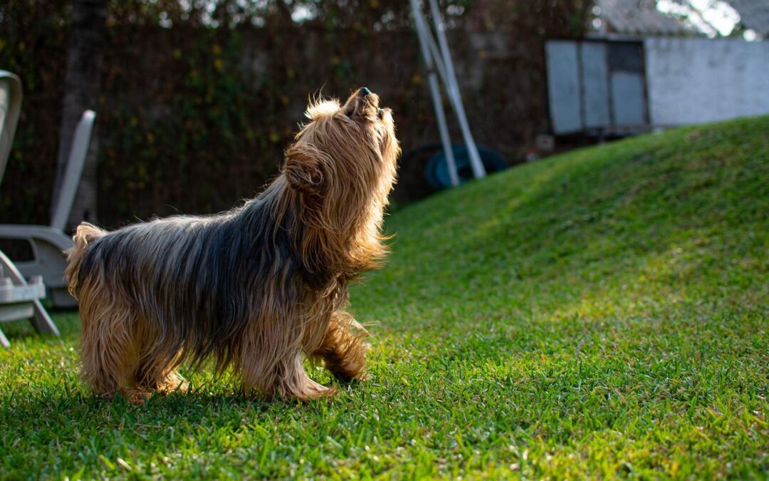 Dog Barking Excessively: 9 Common Reasons Behind the Behavior