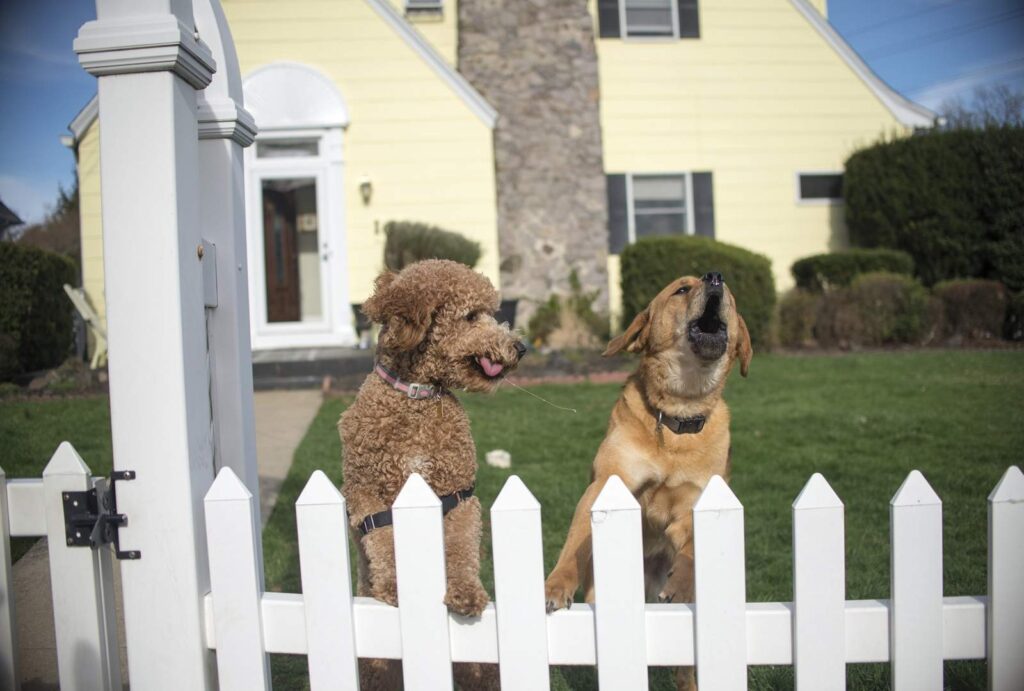 Dog Barking Excessively: 9 Common Reasons Behind the Behavior 2 two dogs on hind legs barking from garden fence 2026 01 09 08 24 42 utc