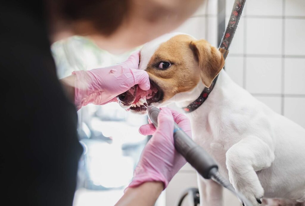 Professional Dog Dental Cleaning: When and Why It's Needed 3 Professional Dog Dental Cleaning: When and Why It's Needed