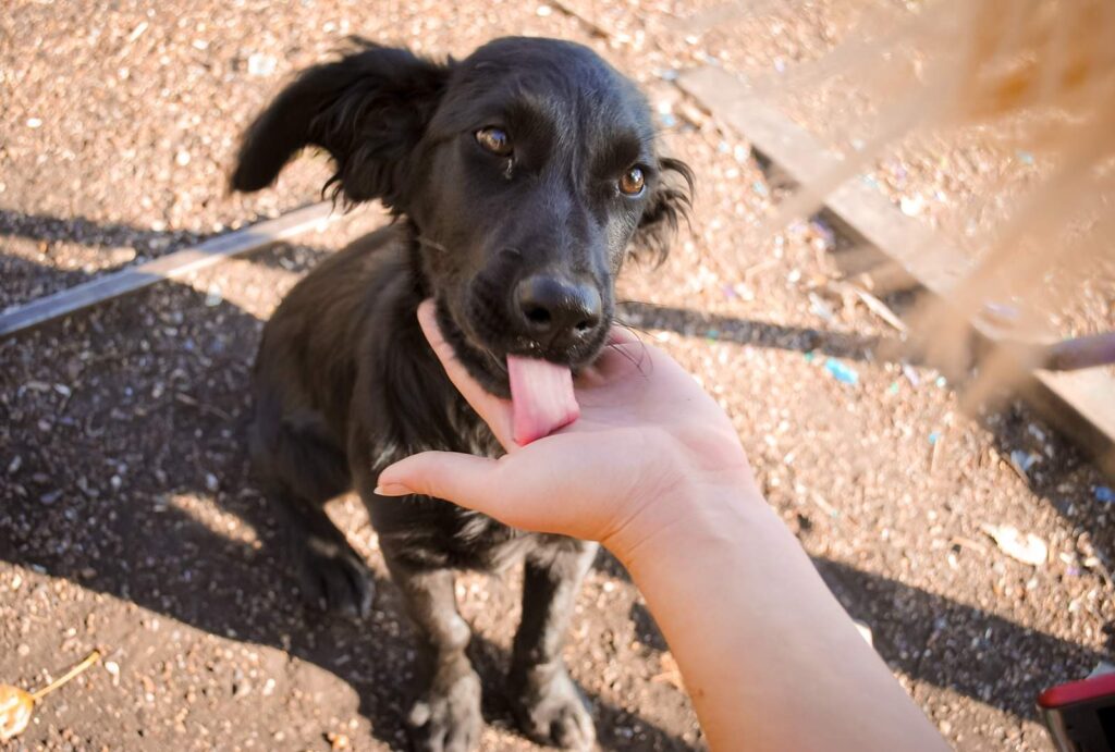 adorable puppy licking hand outdoors 2026 03 09 03 23 21 utc
