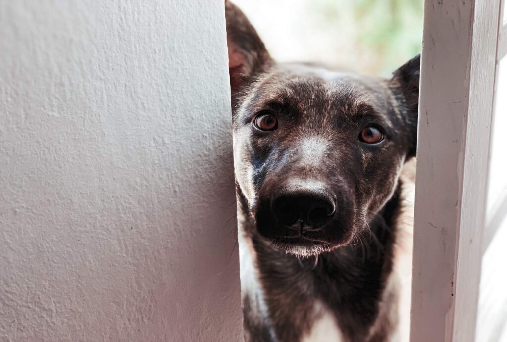 Indoor Exercise for Dogs: 9 Ways to Keep Your Dog Active