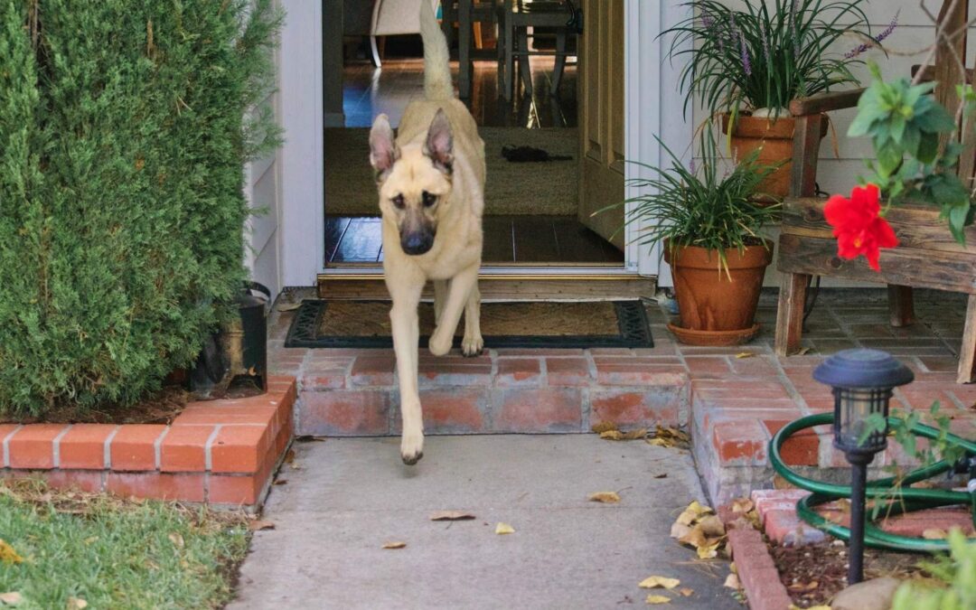 Why Do Dogs Run Away? 7 Common Reasons and How to Prevent It