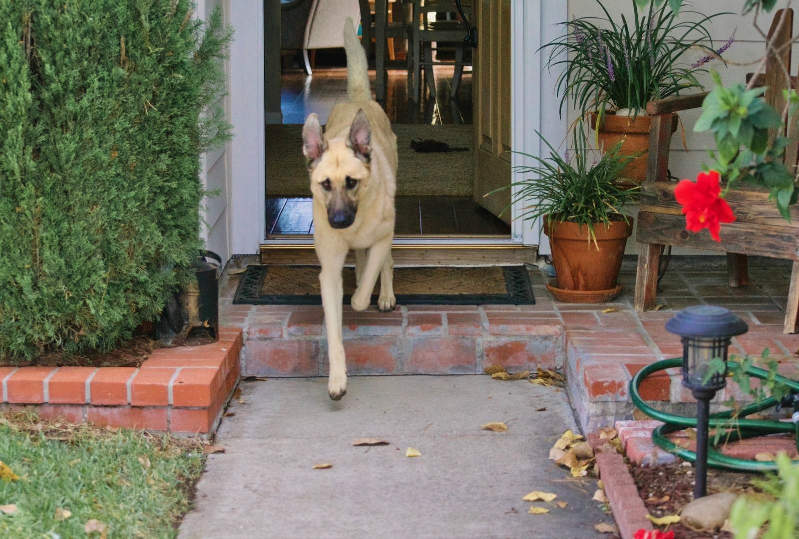 Why Do Dogs Run Away? 7 Common Reasons and How to Prevent It