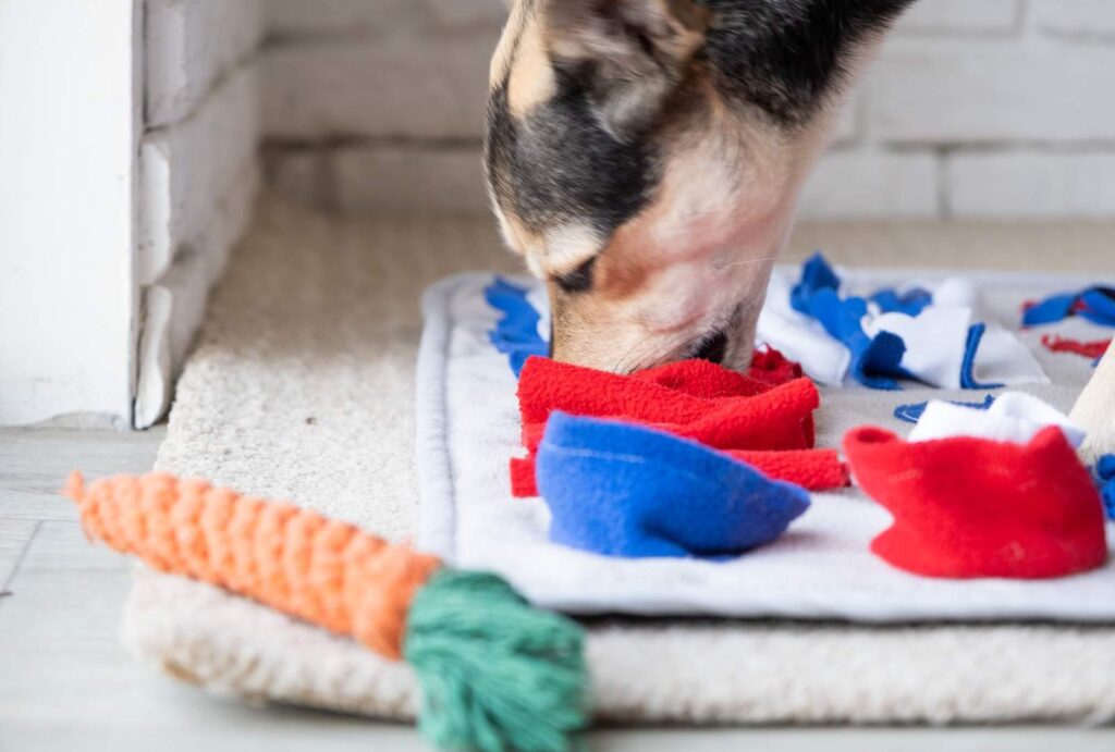 Indoor Exercise for Dogs