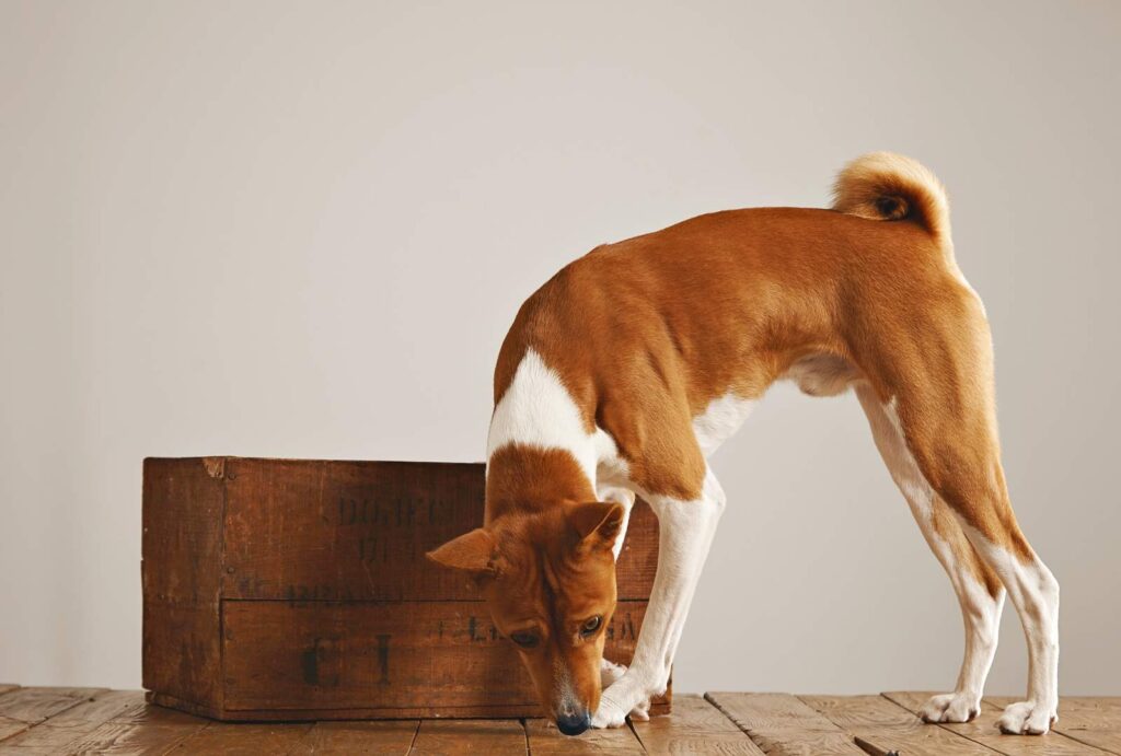 Indoor Exercise for Dogs