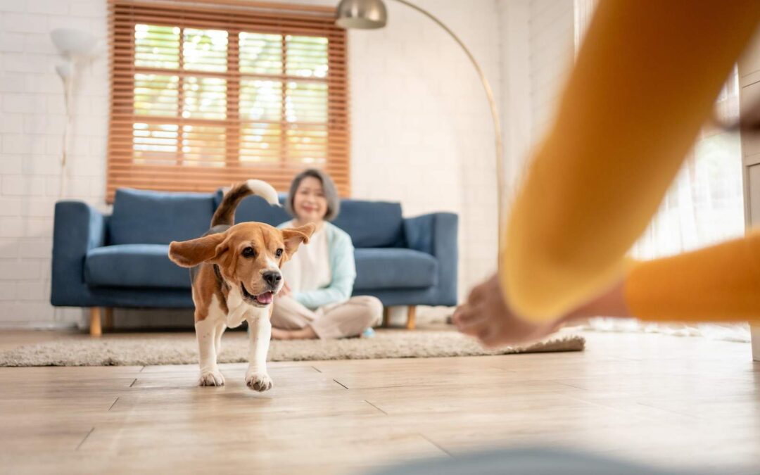 Indoor Exercise for Dogs: 9 Ways to Keep Your Dog Active