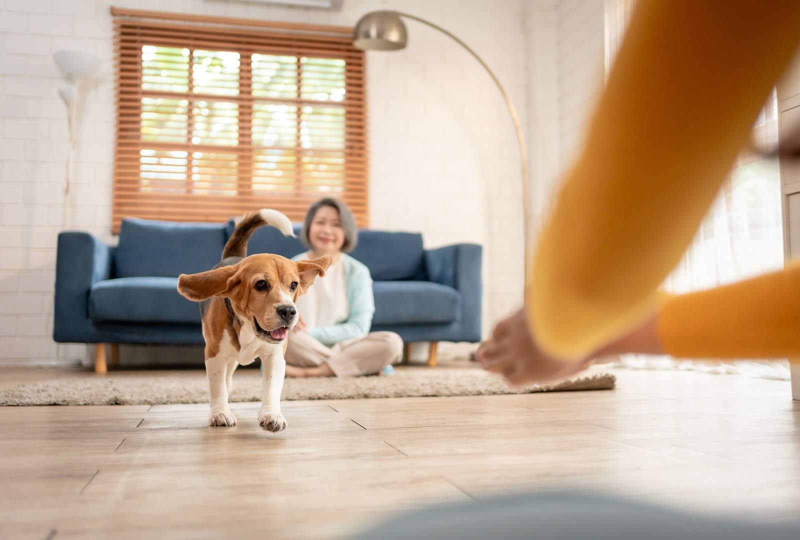 Indoor Exercise for Dogs: 9 Ways to Keep Your Dog Active