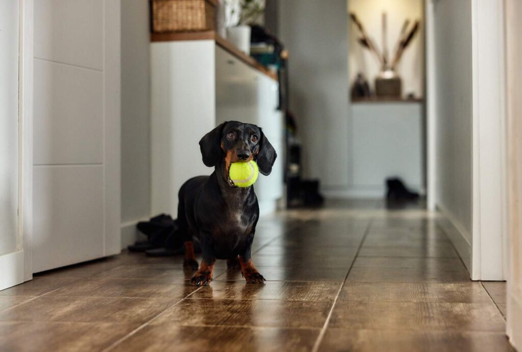 dog with tennis ball in hallway at home 2026 01 09 11 55 37 utc
