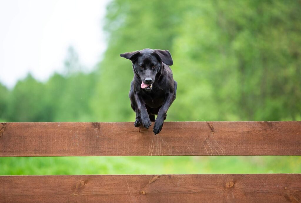 Why Do Dogs Run Away?