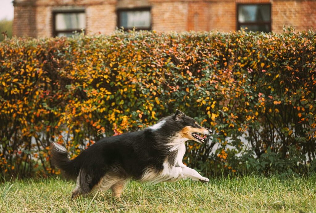 Why Do Dogs Run Away? 