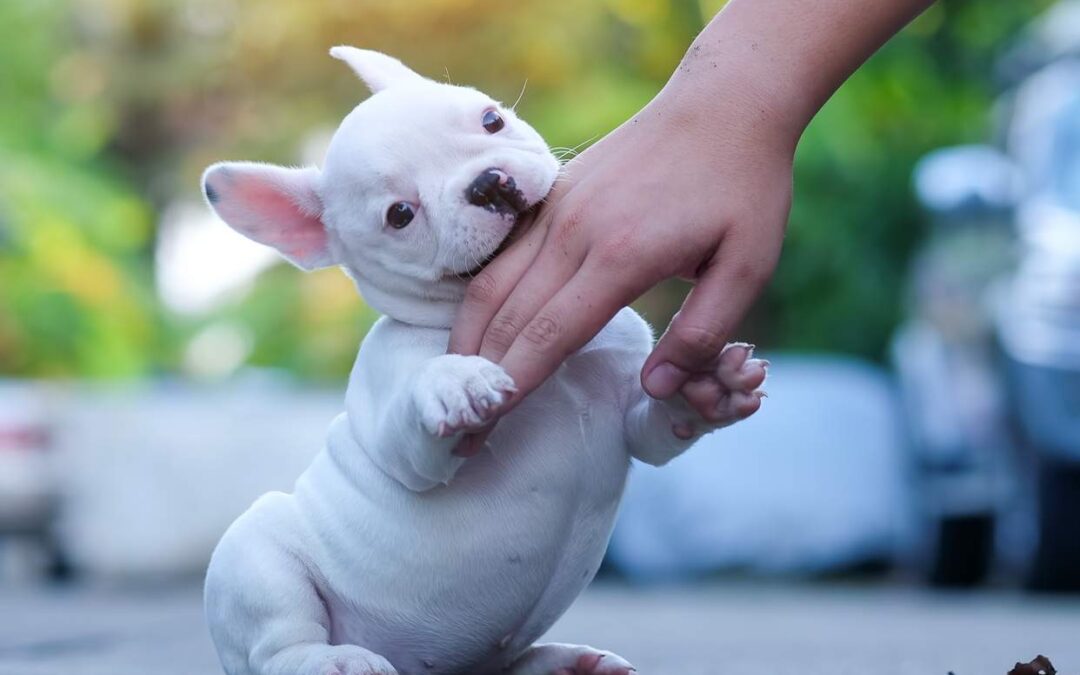 Puppy Teething and Biting: Why Puppies Chew Everything