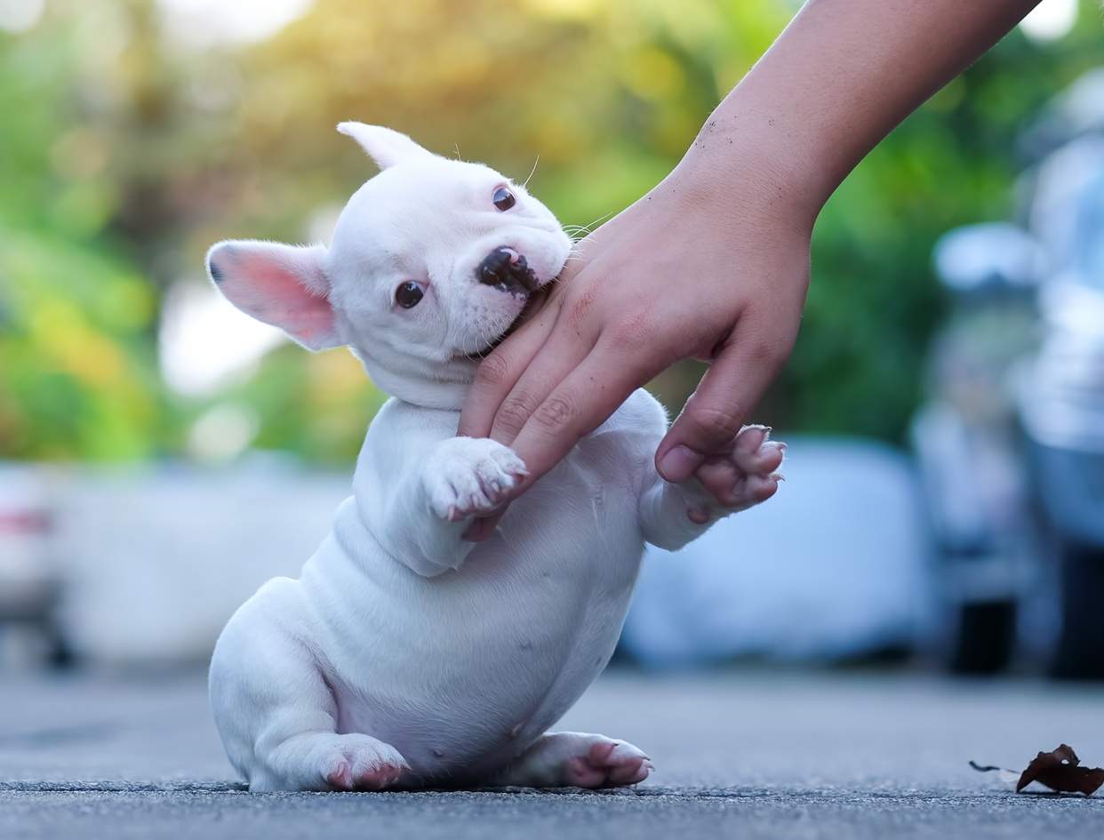 French bulldogs are biting the hand boys play. Puppy Teething and Biting: Why Puppies Chew Everything