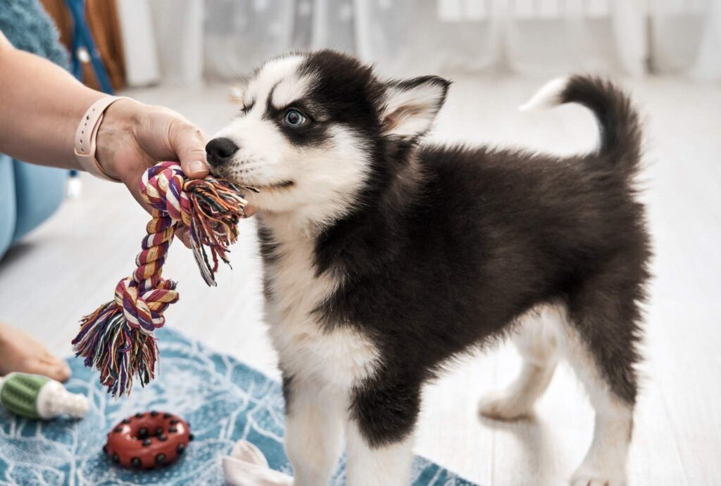 Puppy Teething and Biting: Why Puppies Chew Everything 3 Puppy Teething and Biting