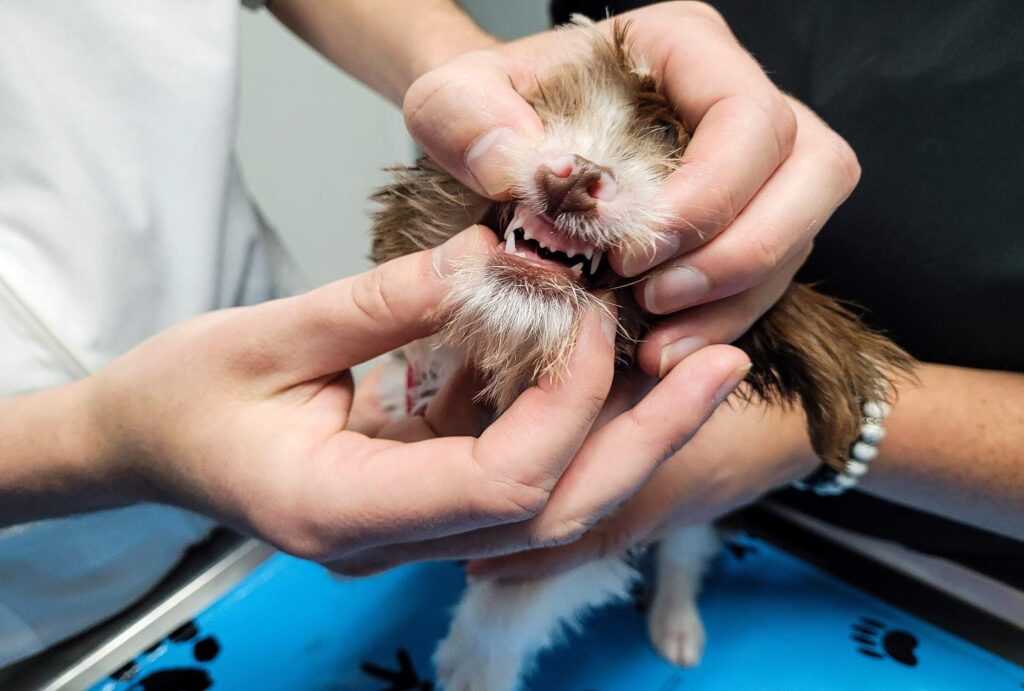 Puppy Teething and Biting: Why Puppies Chew Everything 2 toy breed puppy at veterinarian office for first e 2026 03 18 17 44 16 utc