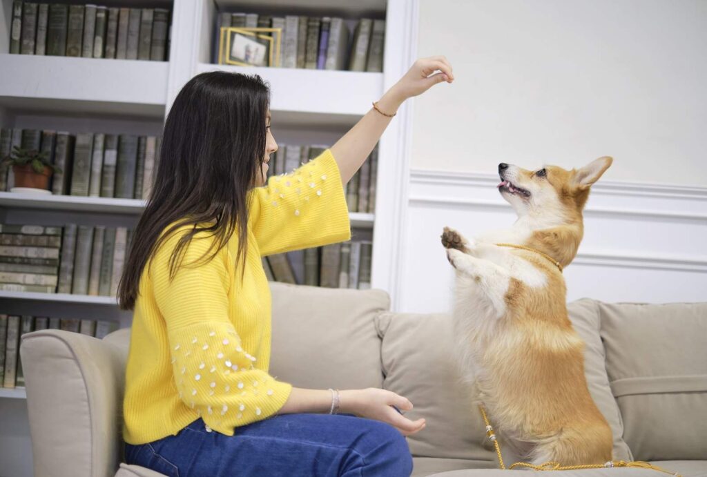 Indoor Exercise for Dogs