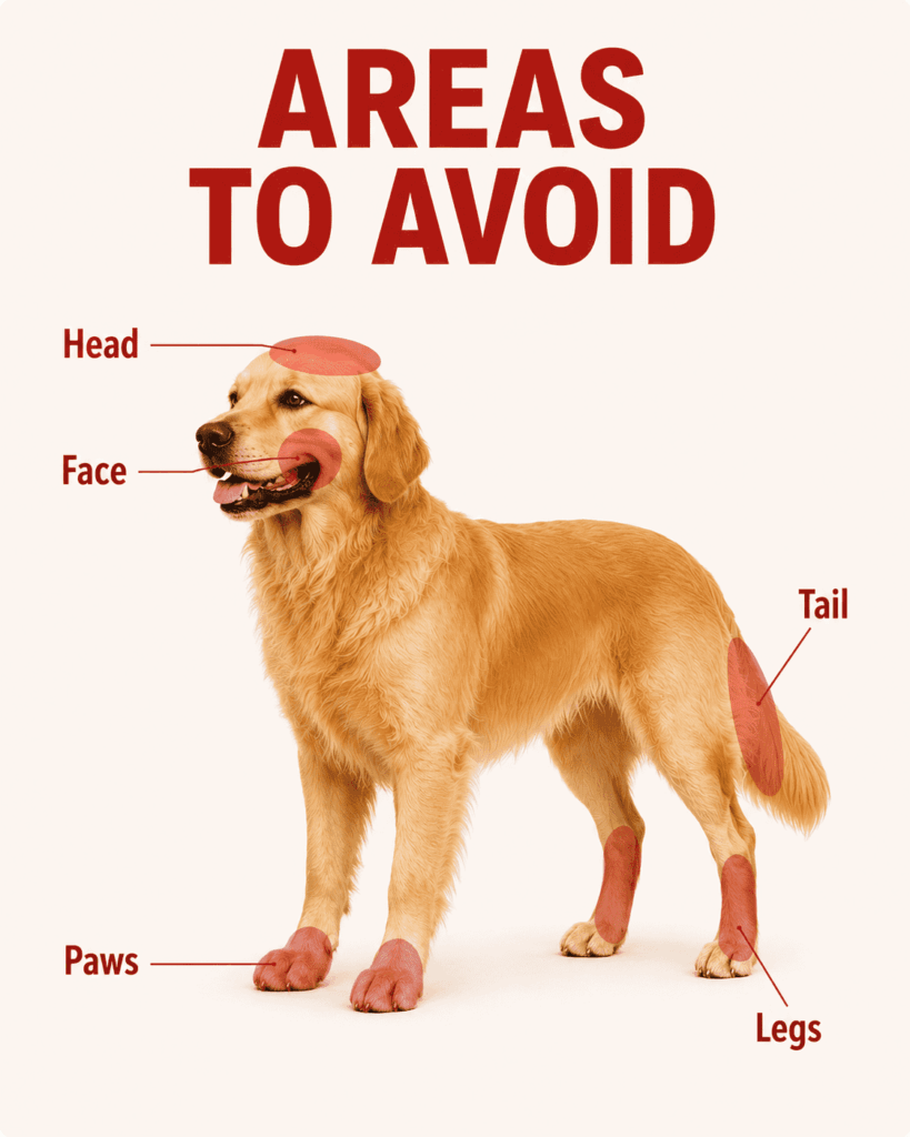 How to Pet a Dog Properly 1